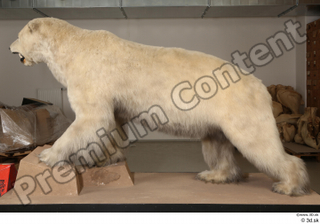 Polar bear whole body 0005.jpg